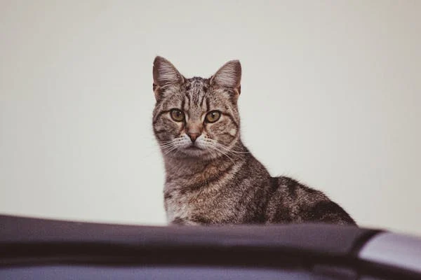 cat